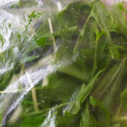 水菜が冷凍保存できるとは驚き！
お鍋にも使いたいと思います(^^)